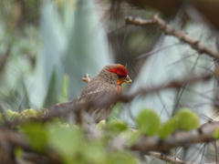 Haemorhous mexicanus