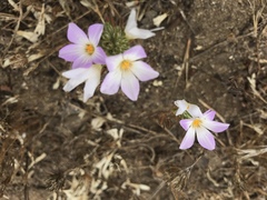 Leptosiphon grandiflorus