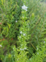 Verbena scabra