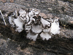 Dermatocarpon miniatum