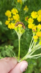 Tyria jacobaeae