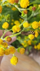 Tyria jacobaeae