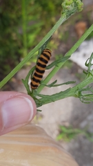 Tyria jacobaeae