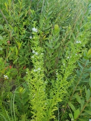 Verbena scabra
