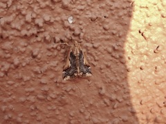 Loxostege albiceralis