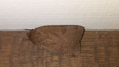 Noctua comes