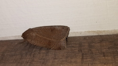 Noctua comes