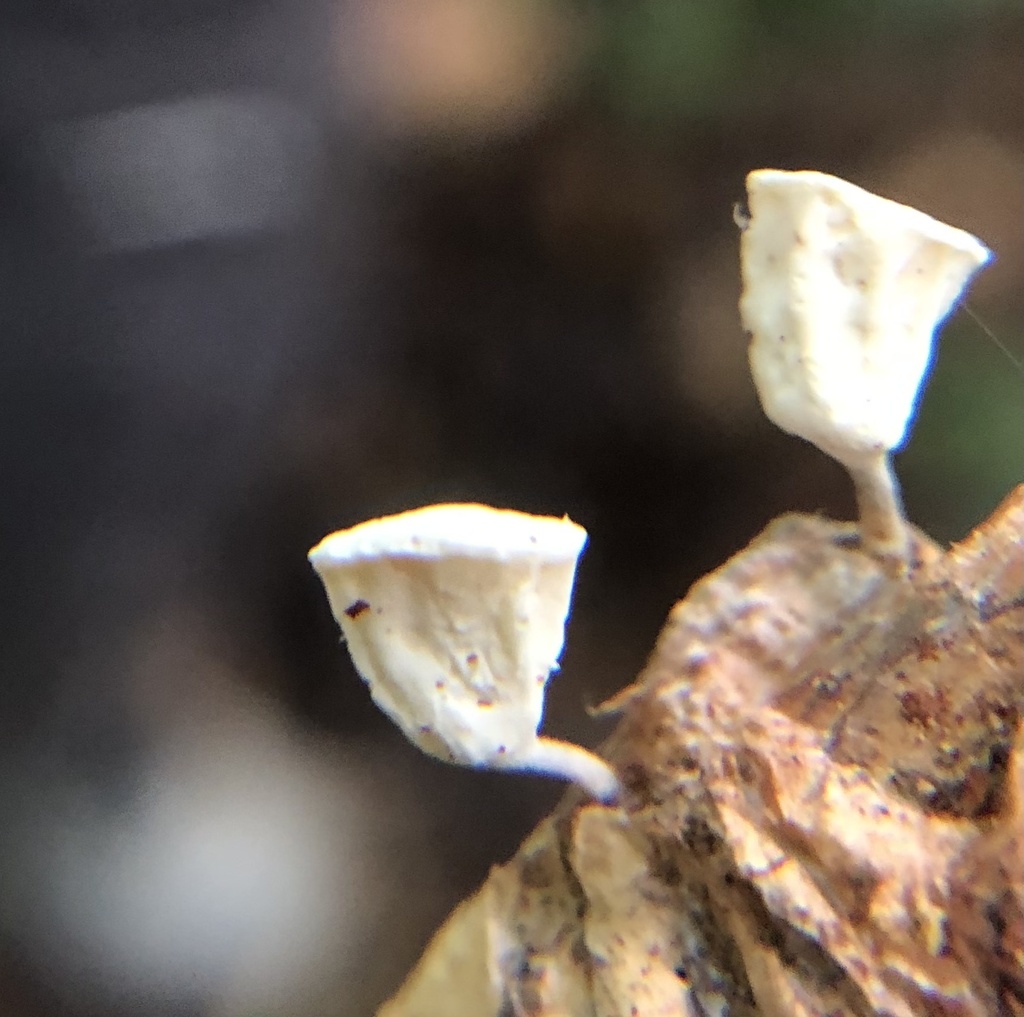 Gymnopus montagnei · July 2022 · photo: © birdzilla (iNaturalist, cc-by)
