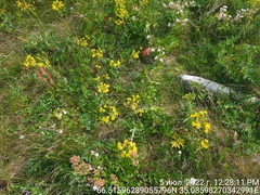 Tephroseris integrifolia