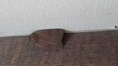 Noctua comes