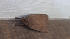Noctua comes