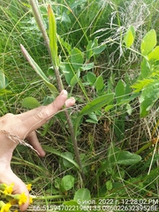 Tephroseris integrifolia