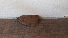 Noctua comes
