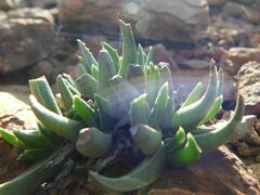 Acrodon subulatus