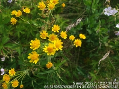 Tephroseris integrifolia