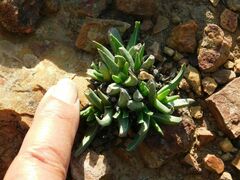 Acrodon subulatus