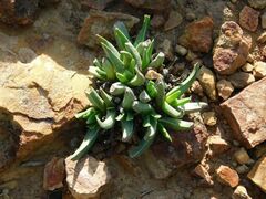 Acrodon subulatus