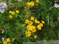 Tephroseris integrifolia