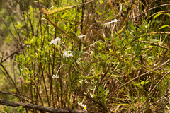 Bouvardia longiflora