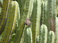 Toxostoma curvirostre