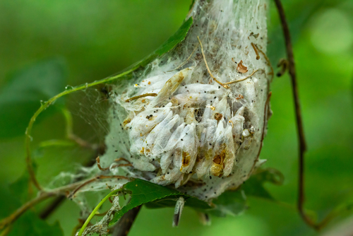 Bird-cherry Ermine