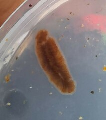 Notocomplana chierchiae