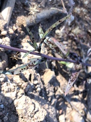Puccinia gayophyti