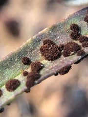 Puccinia gayophyti