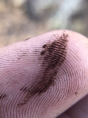 Puccinia gayophyti