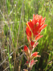Castilleja litoralis