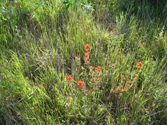 Castilleja litoralis