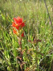 Castilleja litoralis