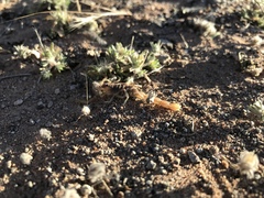 Parabuthus brevimanus