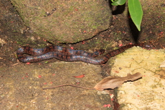 Stenorrhina degenhardtii