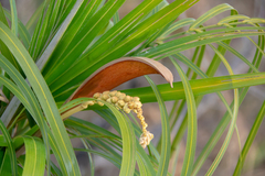 Allagoptera campestris