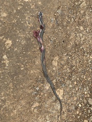 Thamnophis fulvus