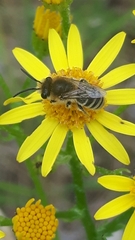Colletes