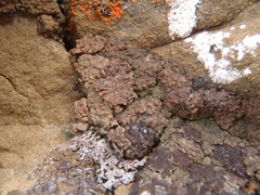 Acarospora glaucocarpa image