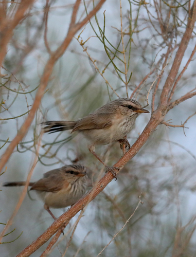 Scrub Warbler