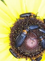 Nemognatha nemorensis