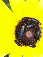 Nemognatha nemorensis