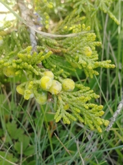 Juniperus sabina