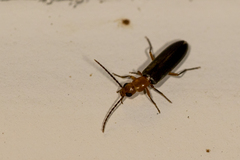 Xanthochroina bicolor