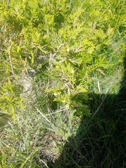 Juniperus sabina
