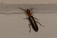 Xanthochroina bicolor