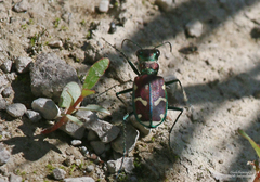 Cicindela limbalis
