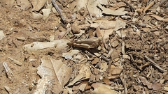 Lactista gibbosus