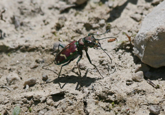 Cicindela limbalis