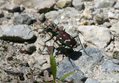Cicindela limbalis