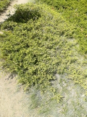 Juniperus sabina